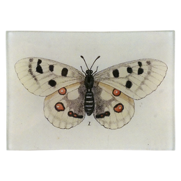 Butterfly #1 (Spotted)