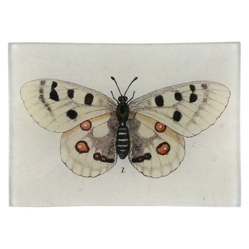 Butterfly #1 (Spotted)