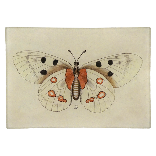 Butterfly #2 (Spotted)