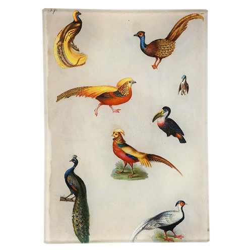 Exotic Birds