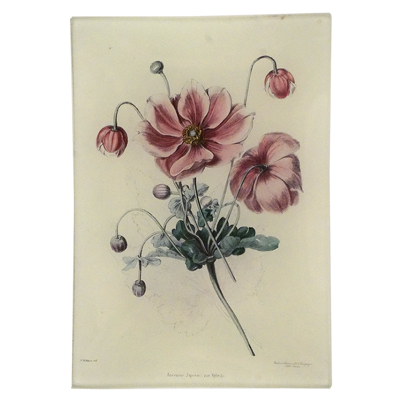 A vintage botanical art print featuring pink anemone flowers with green leaves on a four and a half inch by six inch glass tray.