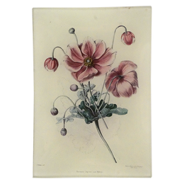 Japanese Anemone