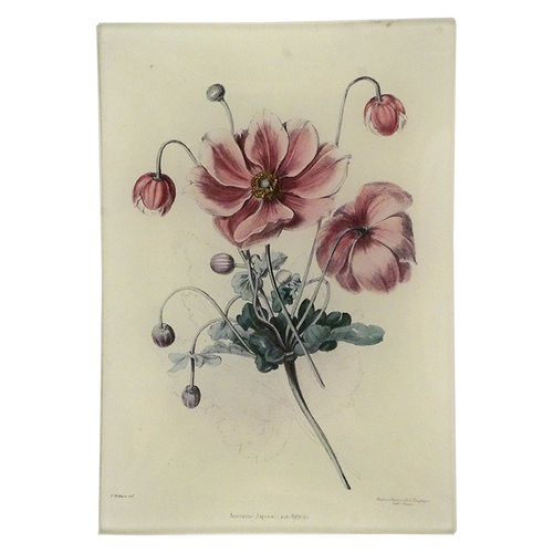 Japanese Anemone