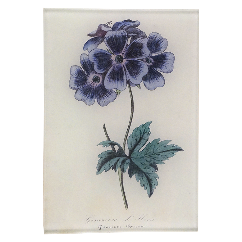 A dark purple and blue geranium on a four and a half by six and a half inch glass tray.  