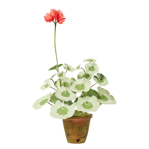 The Green Vase Potted Mini Geranium