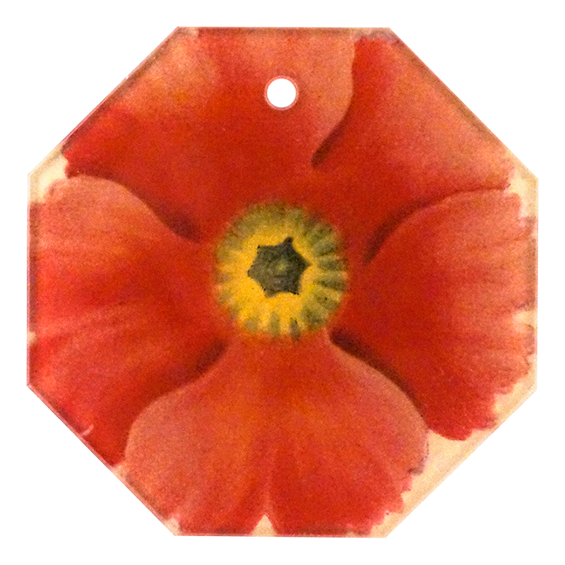 Primula 4