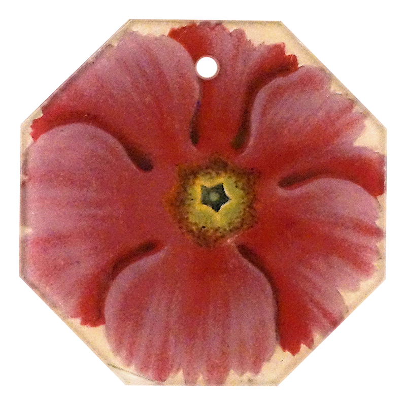Primula 6