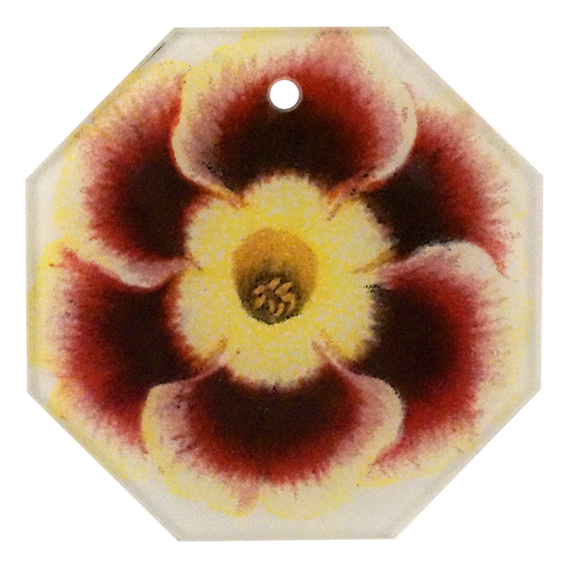 Primula 8