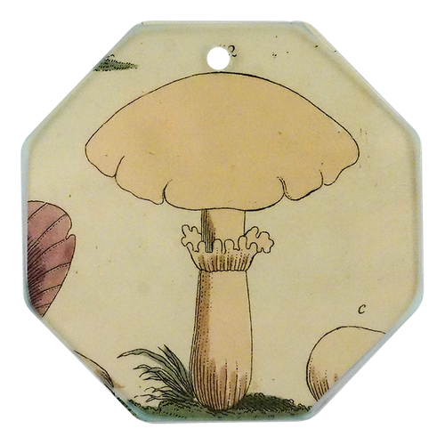Fairy Mushroom #52