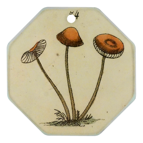 Fairy Mushroom #54