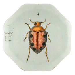 Brown Crawling Water Beetle (Beetles)