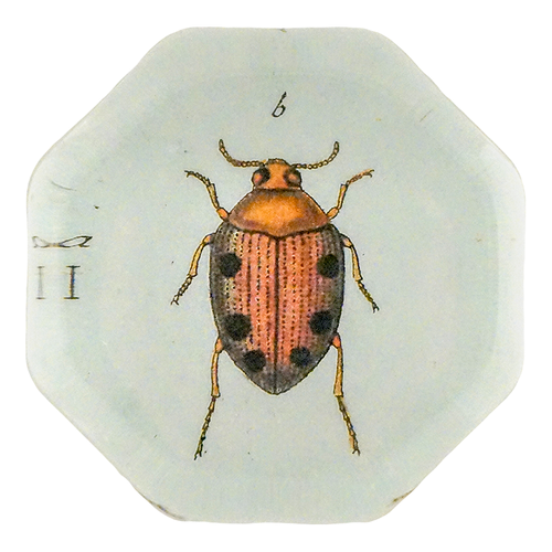 Brown Crawling Water Beetle (Beetles)