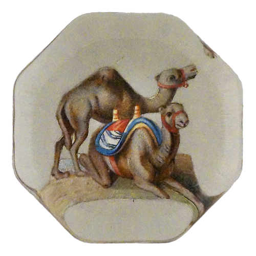 Camels