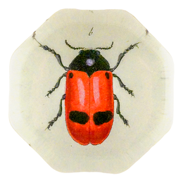 Red Ant Bag Beetle (Beetles)