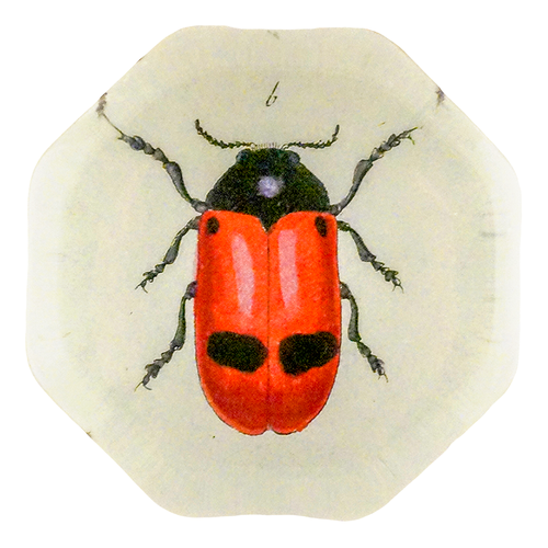 Red Ant Bag Beetle (Beetles)