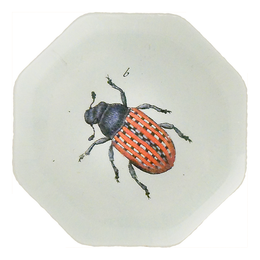 Red Fungus Weevil (Beetles)