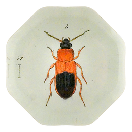 Red Mealworm Beetle (Beetles)