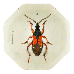 Red & Black Damsel Beetle (Beetles)