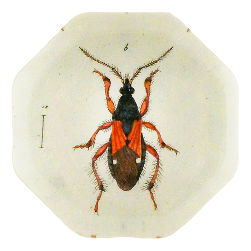 Red & Black Damsel Beetle (Beetles)