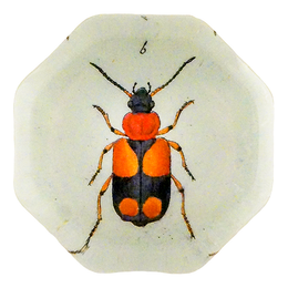 Red & Black Flower Beetle (Beetles)