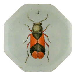 Soft-Winged Beetle (Beetles)