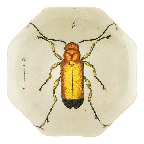 Yellow Blister Beetle (Beetles)
