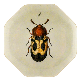 Yellow British Fungus Beetle (Beetles)