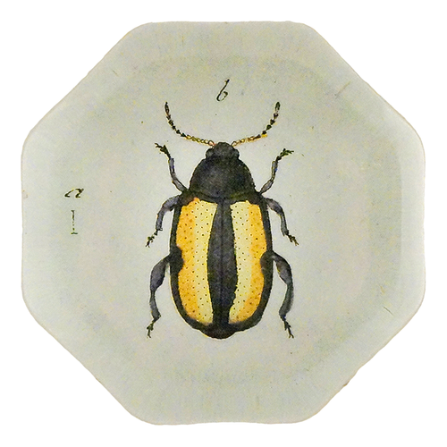 Yellow Flea Beetle (Beetles)