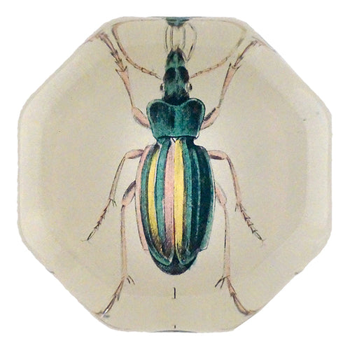 Carabus Auratus - FINAL SALE