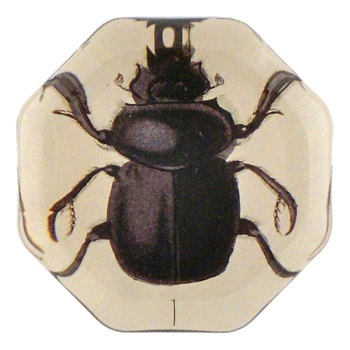 European Sacred Scarab - FINAL SALE
