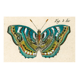 PCBlueGreenButterfly_260x.png? PCBlueGreenButterfly_260x.png?
