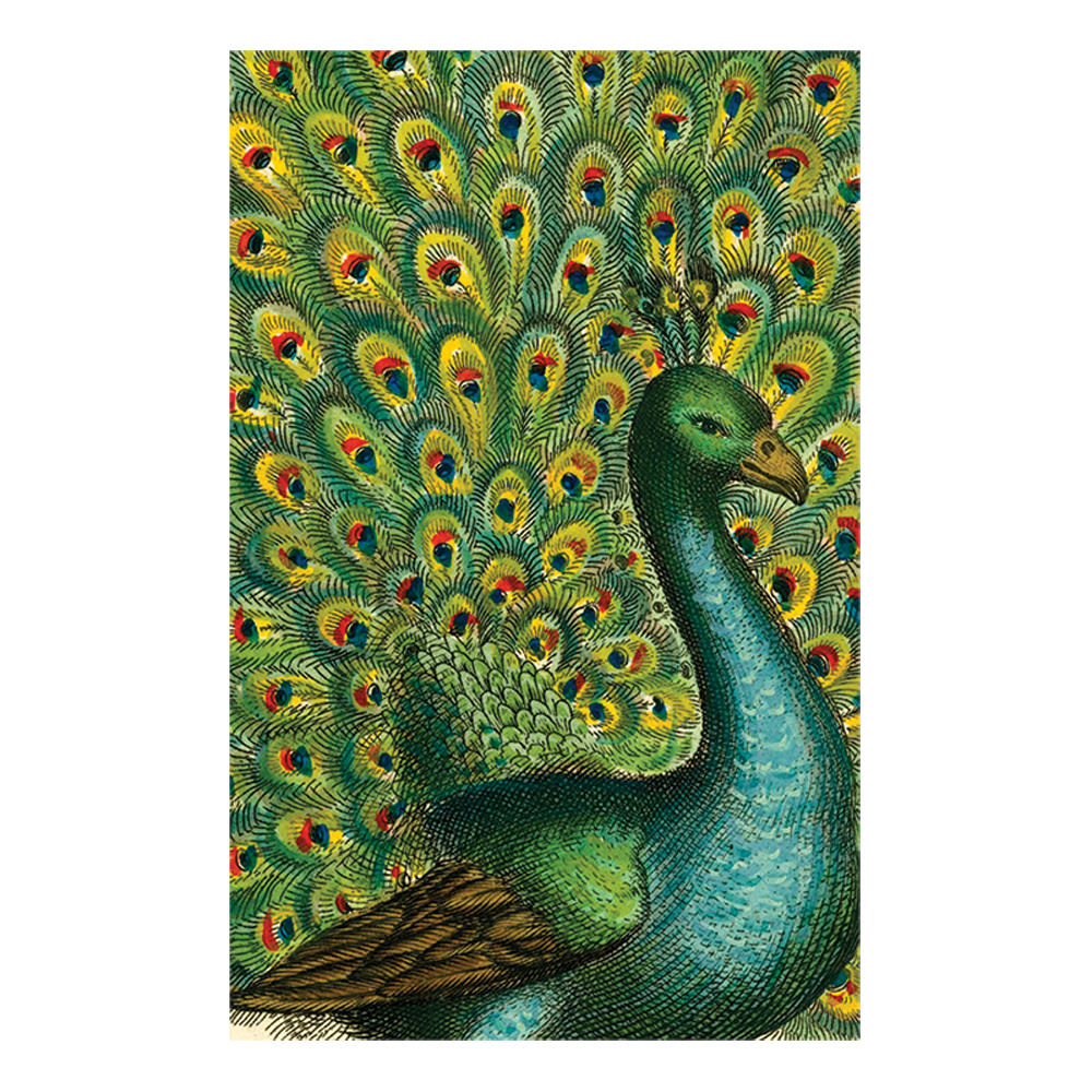 Coy Peacock