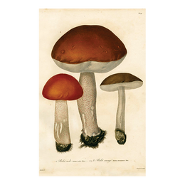 Mushrooms Pl. 9