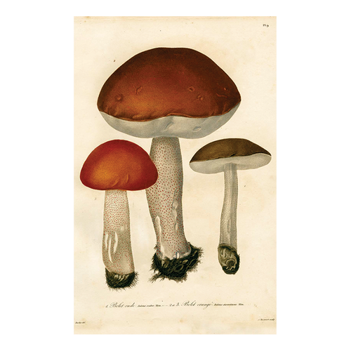 Mushrooms Pl. 9