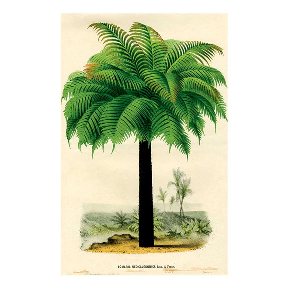 Palm 1876