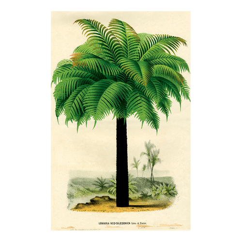 Palm 1876