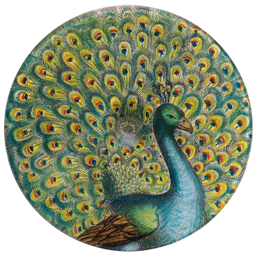 Peacock - FINAL SALE