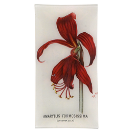Amaryllis Formosissima