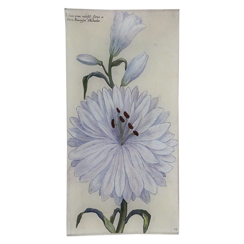 Lilium Wran