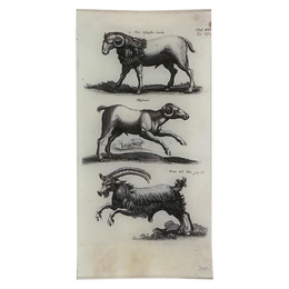 Wild Goats