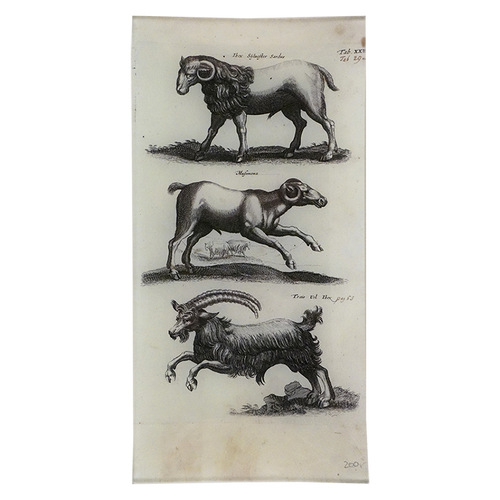 Wild Goats