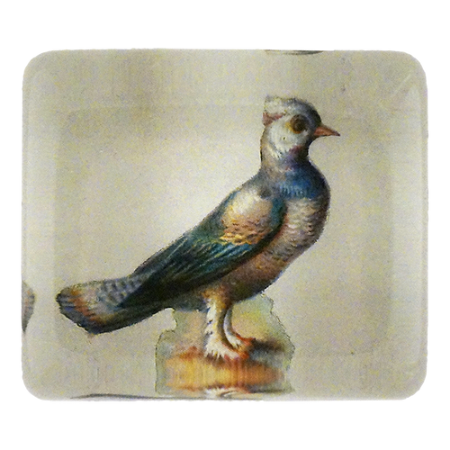 Dove