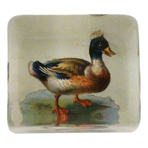 Duck