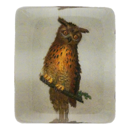 Little Owl