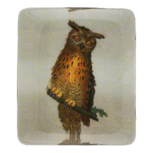 Little Owl