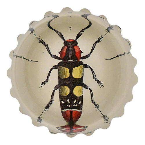 Red & Yellow Beetle (Lamia Formosa) - FINAL SALE