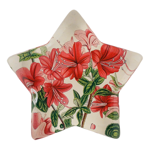 Azalea Amoena - FINAL SALE