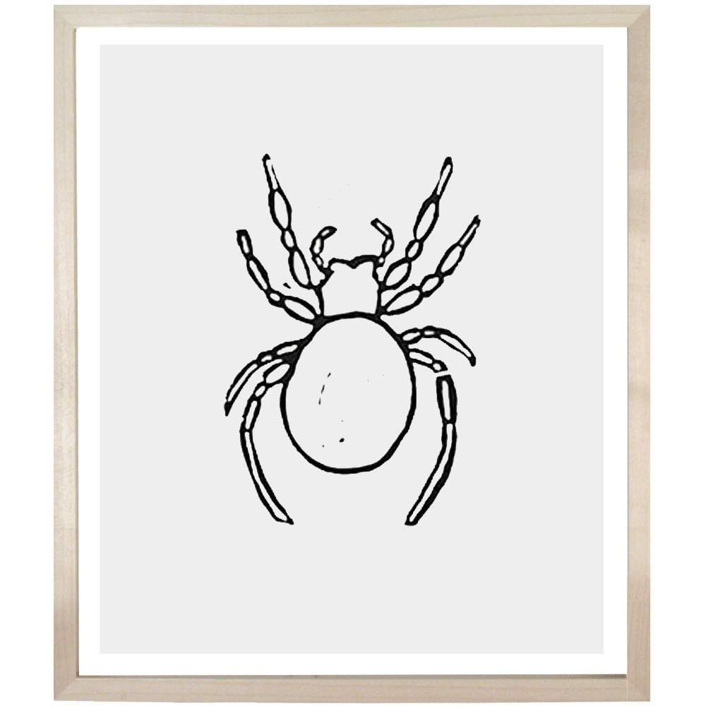 Spider 1