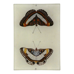 Butterfly A & B