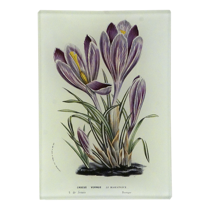A three and a half inch by five inch rectangle vertical tray featuring a vintage botanical print of purple crocuses with green leaves on a cream-colored background.